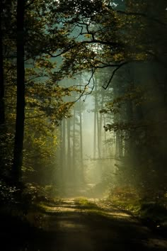 a dirt road in the middle of a forest on a foggy day with sunbeams