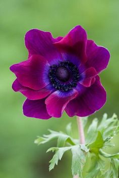 a purple flower with green leaves in the background