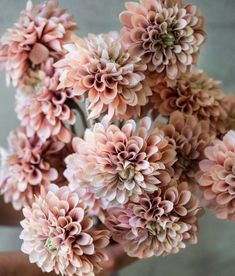 a bunch of pink flowers are in a vase