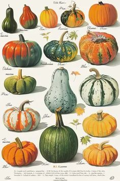 an illustration of pumpkins with different colors