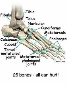 an image of the bones and their functions