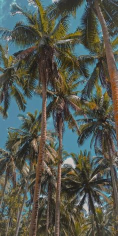 there are many tall palm trees in the sky and one is looking up at it