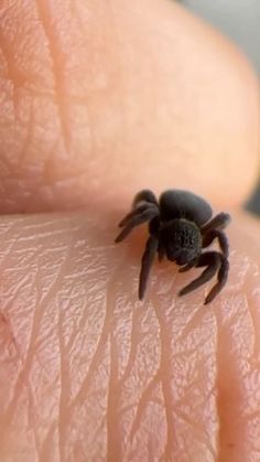 a black spider crawling on the skin of someone's hand