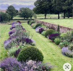 an image of a garden with purple flowers in the middle and green grass on the other side