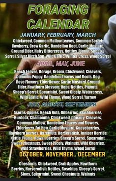 the poster for foraging calendar is shown