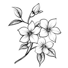 Vector fllower_jasmin vector | Premium Vector #Freepik #vector #gardenia #bouquet-illustration #jasmine-flower-drawing #jasmine-flower-art Jasmine Tattoo Design, Jasmine Flower Drawing Art, Jasmin Flower Drawing, Drawing Ideas Plants, Anemone Flower Drawing, Simple Flowers Drawing, Jasmine Illustration