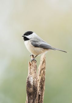 a small black and white bird perched on top of a dead tree branch in front of a blurry background