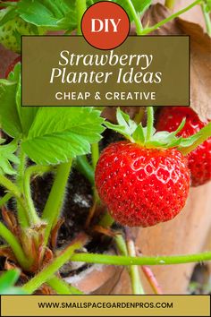 strawberries growing on the plant with text overlay that reads diy strawberry planter ideas cheap and creative