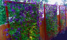 purple flowers growing on the side of a wooden fence