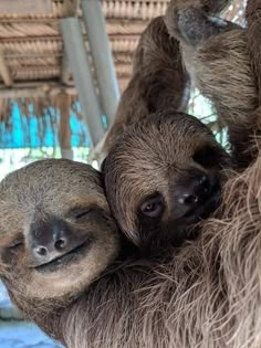 two - toed sloth hanging upside down on the side of a tree branch