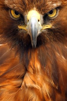 a close up of a bird of prey looking at the camera