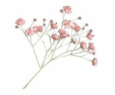 some pink flowers on a white background