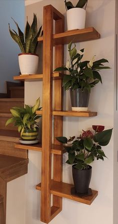 several potted plants on wooden shelves in a room with white walls and wood stairs