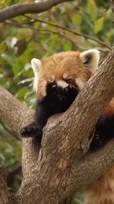 a red panda sleeping in a tree with its head on the branch and eyes closed