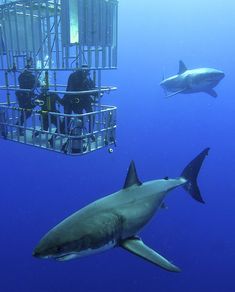 two people in cages with sharks swimming around them and one person on the phone