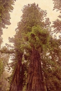 the tall trees are growing in the forest