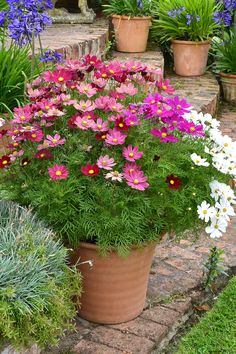 many different types of flowers in pots on the ground