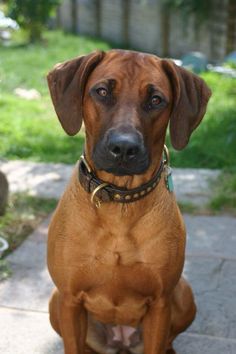 a large brown dog sitting on top of a sidewalk