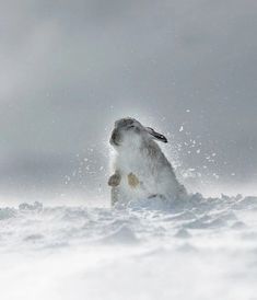 White Bunny In Snow, Blessed Images, Photos Animals, Snowy Woods, Snow Animals, Animal Print Wallpaper, Animal Antics, About Animals