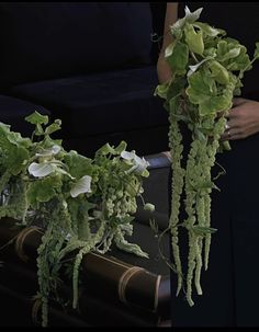 some plants that are growing out of the ground in front of a black couch and one plant is hanging from it's side