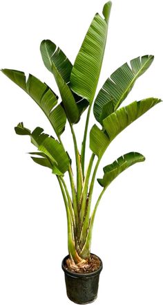 a potted plant with large green leaves on it's side, in front of a white background