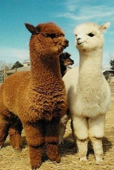 two llamas standing next to each other on dry grass