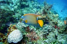 an orange and yellow fish on a coral reef