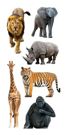 an image of animals that are in the same place on a white background, including rhinos, tiger, giraffe, and elephant