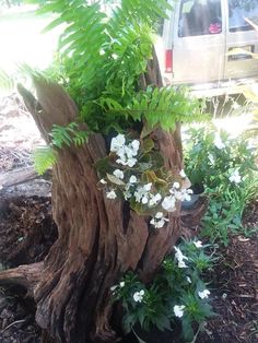 a tree stump with white flowers growing out of it's trunk in front of a van