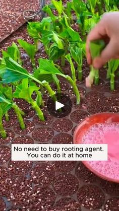 Plant Growth, Gardening Tips, Canning