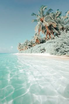 the water is crystal blue and there are palm trees on the beach in the background