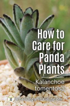 a plant with the words how to care for panda plants