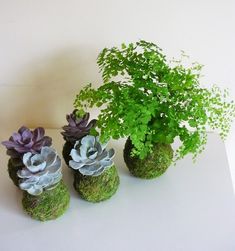 three moss covered vases with plants in them