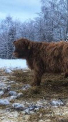 a large brown cow standing on top of a snow covered field with trees in the background