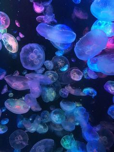 many jellyfish floating in the water with blue and pink lights on them's sides