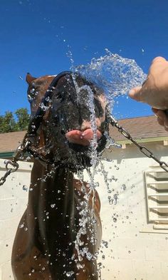 a dog is being sprayed with water by its owner