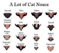 Katt Grejer, Animal Noses, Cat Nose, Cat Anatomy, Warrior Cat Drawings, 캐릭터 드로잉, Concept Art Drawing, Cat Eyes