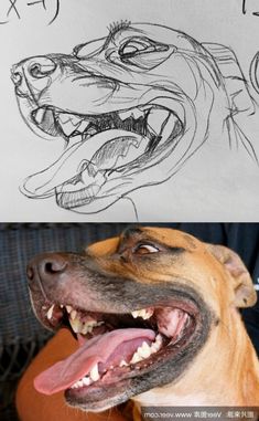 a drawing of a dog's head with the words fix on it and an image of