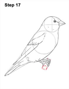 a drawing of a bird sitting on top of a tree branch with the words step 17