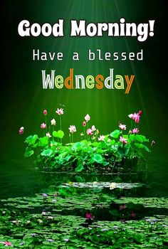 the words good morning have a blessing wednesday are in front of lily pads and water lilies