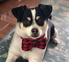 a small black and white dog with a red bow tie sitting on the floor looking at the camera