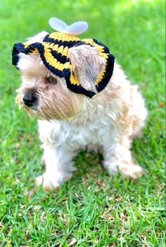 a small white dog wearing a bee hat