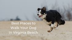 a black and white dog running in the sand with text that reads best places to walk your dog in virginia beach