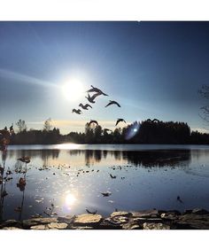 birds are flying over the water at sunset