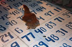 a chicken sitting on top of a table covered in numbers