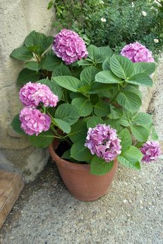 a potted plant with pink flowers sitting on the ground next to a stone wall