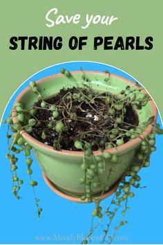 a potted plant with some green plants in it and the words save your string of pearls