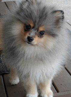 a small dog sitting on top of a wooden floor next to a door way and looking at the camera