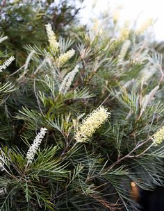 some white flowers are growing on a pine tree