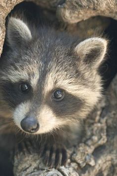 a baby raccoon peeks out from its burr in a tree trunk, looking at the camera